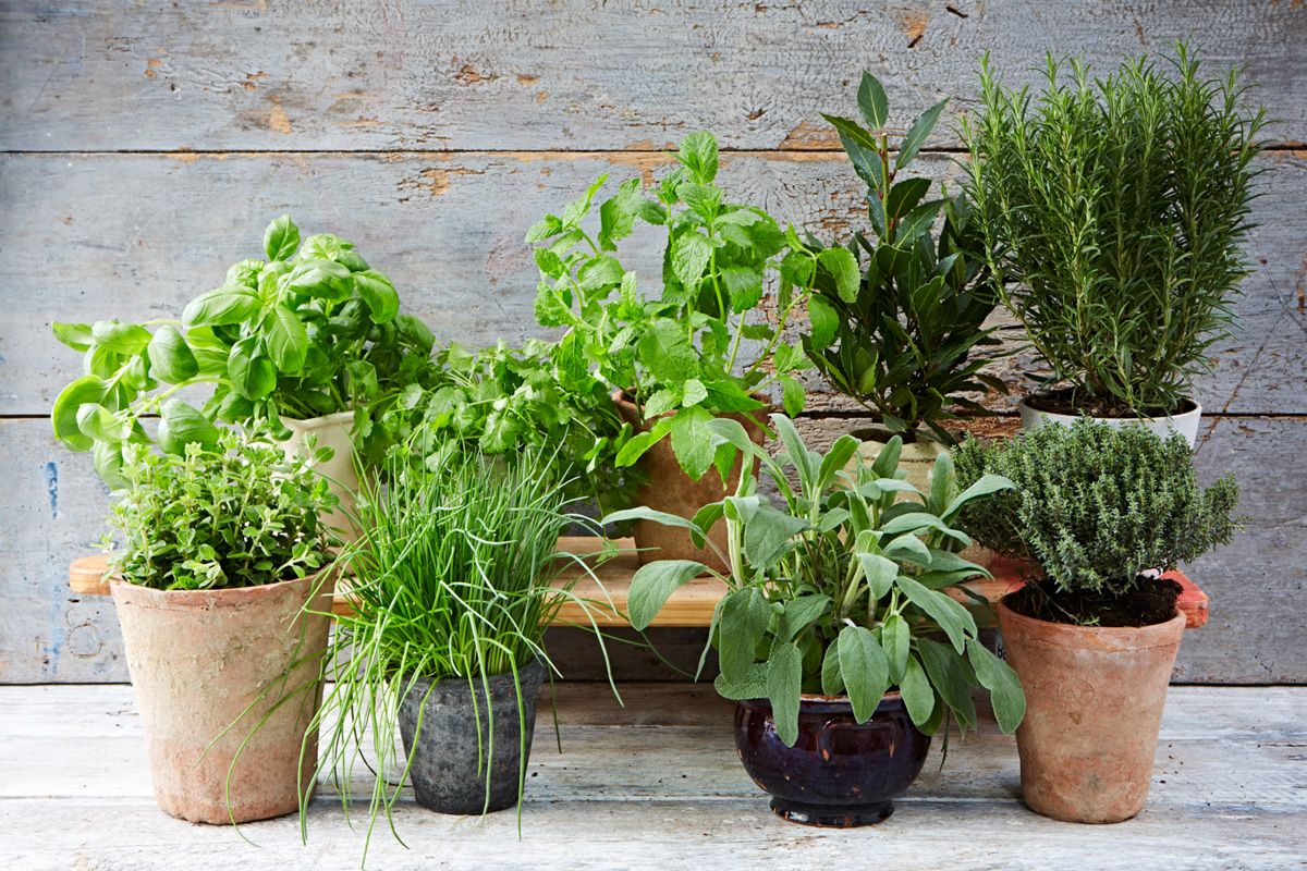 Cultivando o Bem-estar em Casa: Os Benefícios da Horta Doméstica