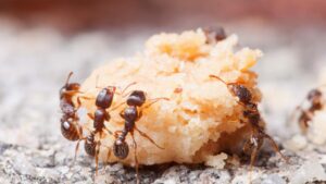 Vença a Batalha Contra as Formigas Com 8 Métodos Caseiros Infalíveis